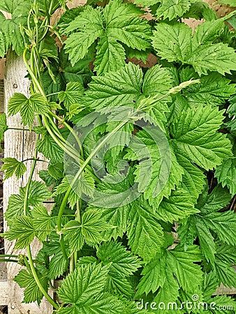 Green hops on a wooden frame Stock Photo