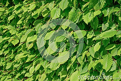 Common hornbeam hedge Stock Photo