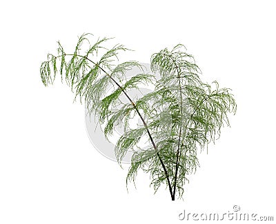 Green horsetail branch isolated on white background Stock Photo