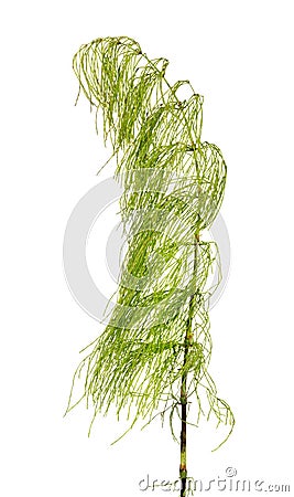 Green horsetail isolated on white Stock Photo