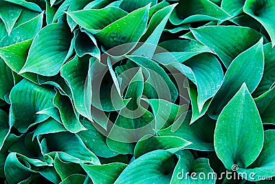 Green host leaves in a garden. Colorful natural textura, background Stock Photo