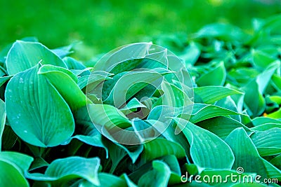 Green host leaves in a garden. Colorful natural textura, background Stock Photo