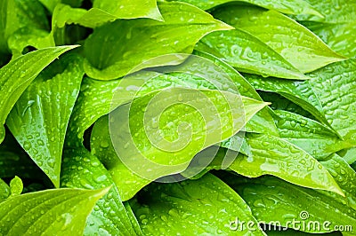 Green hosta leaves closeup Stock Photo