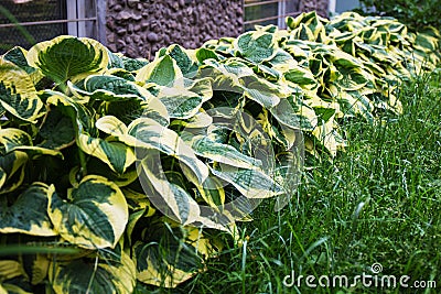 Hosta` Patriot` grow in the garden in summer Stock Photo