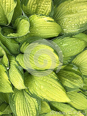 Green hosta leaves in nature background, big plant leaves with drops of rain water in fresh clean natural image Stock Photo