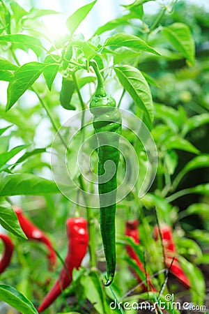 Green hot pepper in the growing period, amazing top view. Awesome cayenne spice culture. Chili peppers hanging in the green garden Stock Photo