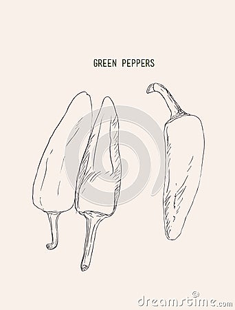 Green hot thai chili peppers vector. Vector Illustration