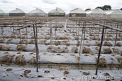 Green house or Nursery plants in nature background. Stock Photo