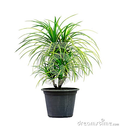 Green house plant isolated on white Stock Photo