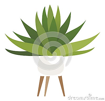 Green house plant. Succulent in pot stand. Indoor gardening Vector Illustration