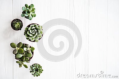 Green house plants potted, succulentson clean white wooden backg Stock Photo