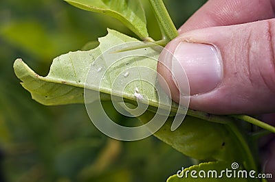 Green house white fly and mealybug on the underside of a citrus leaf Stock Photo