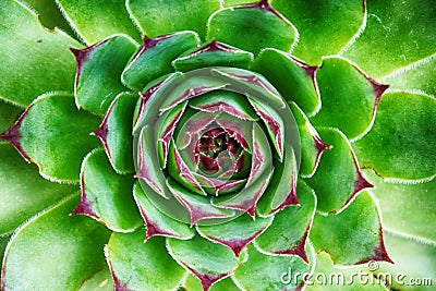 green houseleek plant Stock Photo