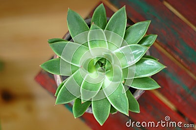Green houseleek plant on wooden table Stock Photo