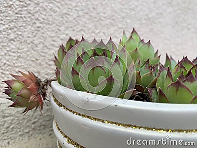 Green houseleek plant texture as nice natural background Stock Photo