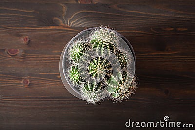 Green houseplant flat lay cactus parodia warasii Stock Photo