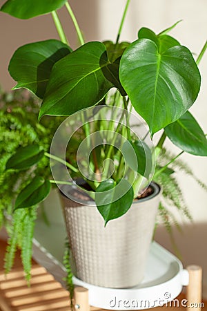 Green houseplant monstera in white flowerpot Stock Photo