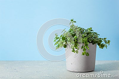 Green houseplant pilea depressa in concrete flowerpot Stock Photo