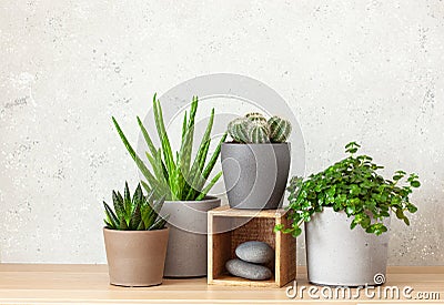 Green houseplants cactus succulent aloe vera, gasteria duval, pilea depressa, parodia warasii Stock Photo