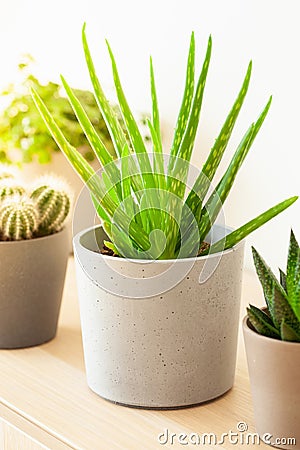 Green houseplants cactus succulent aloe vera, gasteria duval, pilea depressa, parodia warasii Stock Photo