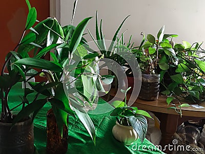 Green houseplants in the house. Greenery plant shelfie concept Stock Photo