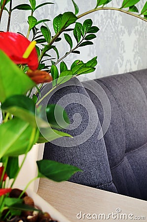 Green houseplants in the interior on the table next to the sofa Stock Photo