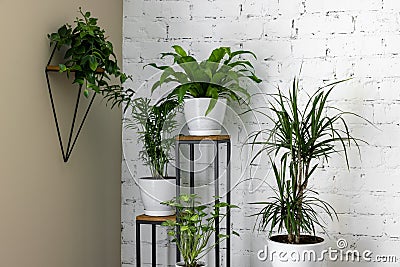 green houseplants on stand by white brick wall in living room. air purifying plants Stock Photo