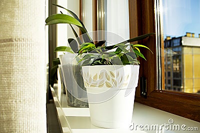 Green houseplants in white pots on a windowswill Stock Photo