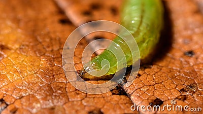 Hoverfly larva walking over old leaf, looking for food Stock Photo