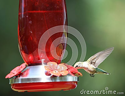 Green hummingbird at feeder Stock Photo