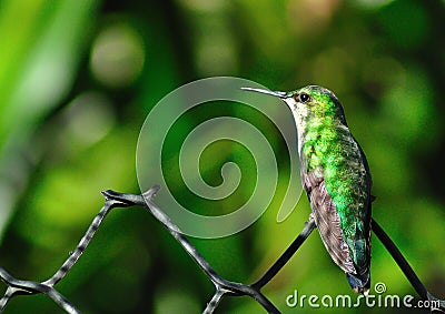 Green Hummingbird on the fence Stock Photo