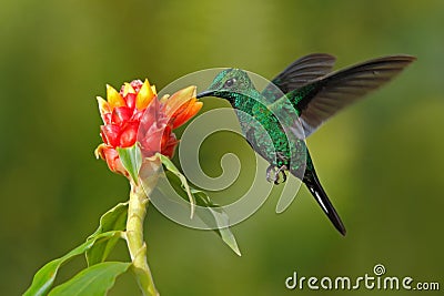 Green hummingbird Green-crowned Brilliant, Heliodoxa jacula, from Costa Rica flying next to beautiful red flower with clear backgr Stock Photo