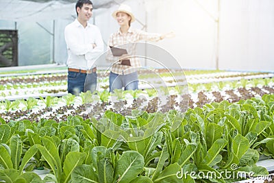 Green hydroponic oak farm with out of focus of asian business man and asian farmer woman in background,Small business entrepreneur Stock Photo