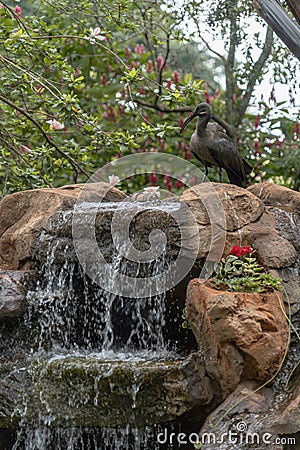 Green Ibis bird perched on a lovely waterfall water fountain in a tropical setting backyard in Kenya Africa Stock Photo