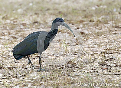 Green Ibis (Mesembrinibis cayennensis) in Brazil Stock Photo