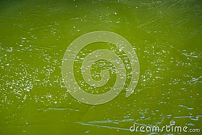 Green ice on the garden pond. An unexpected frost turned the emerald surface of the water blooming Stock Photo