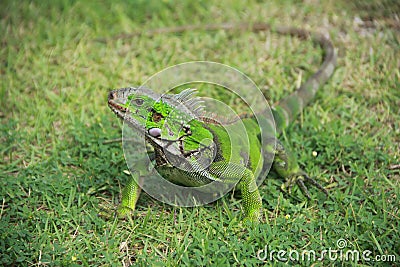 Green Iguana Stock Photo