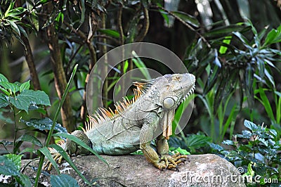 Green Iguana Stock Photo