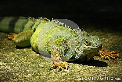 A Green Iguana Stock Photo