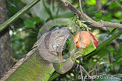 Green iguana Stock Photo