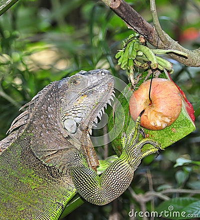 Green iguana Stock Photo