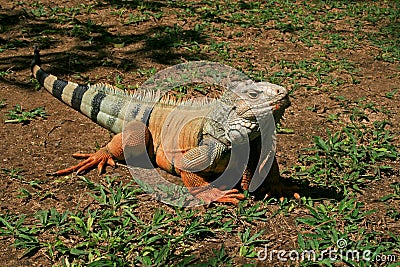 Green Iguana Stock Photo