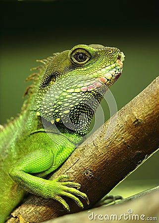 Green iguana Stock Photo