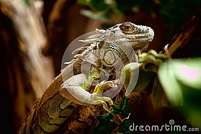 Green Iguana Stock Photo