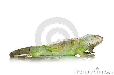 Green iguana Stock Photo