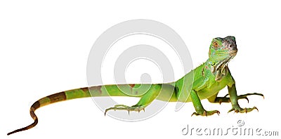 Green iguana Stock Photo