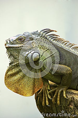 Green Iguana Stock Photo