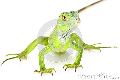 Green Iguana Stock Photo