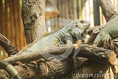 Green iguana Iguana iguana, also known as American iguana, is a large, arboreal, lizard. Found in captivity as a pet due to its Stock Photo