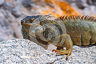 Green iguana, American iguana is a lizard reptile in the genus Iguana in the iguana family. And in the subfamily Stock Photo